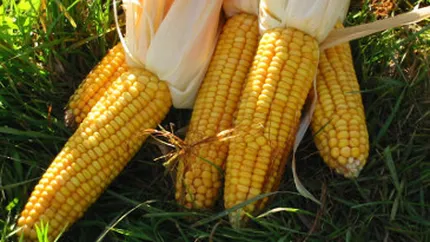 Romania va avea in continuare taxare inversa in agricultura