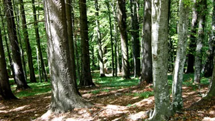 Romsilva a recuperat anul acesta 27.000 hectare de padure retrocedate ilegal