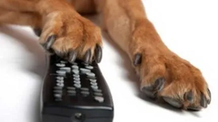 Prima televiziune dedicata cainilor va fi lansata oficial in Statele Unite