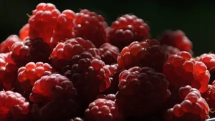 Producatorii romani de produse bio exporta de doua ori mai mult decat vand pe piata interna