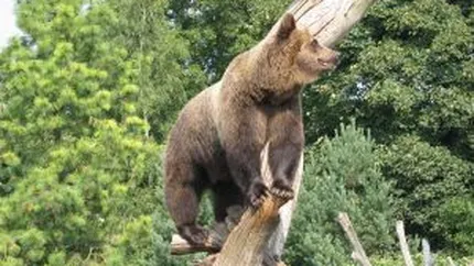 Ponta: O bucata de autostrada prin Deva nu poate fi facuta pentru ca n-avem subtraversari pentru ursi