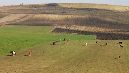 De ce te-ai muta la tara: Orasul, locul unde supravietuirea devine misiune imposibila