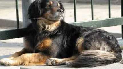 Adoptia la distanta a unui caine fara stapan in Romania