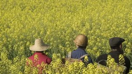 O cincime din suprafata arabila a Chinei ar putea fi prea poluata pentru a fi cultivata