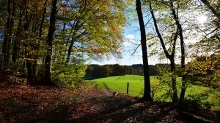 Doina Pana: Implementarea unui sistem de supraveghere a traseului lemului ar putea reduce hotia cu 70%