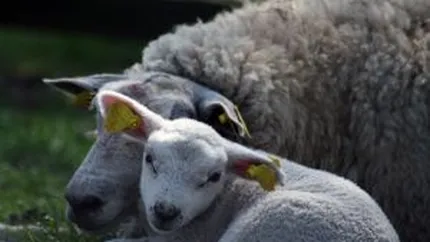 Tone de carne de miel cu blana si fecale in magazinele Lidl. Amenda de 326.000 lei