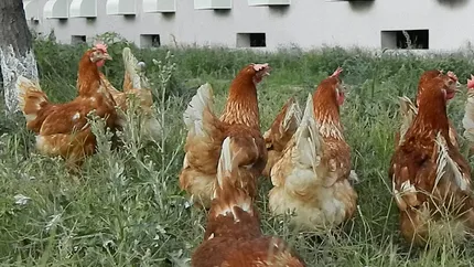 Agricola vrea sa creeze oua cu luteina si antioxidanti, un proiect de 1,4 mil. euro