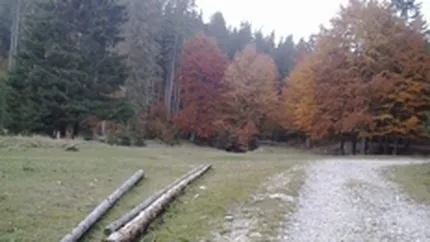 Austriecii taie paduri romanesti de 1 miliard de euro pe an