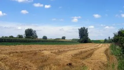 Cea mai mare recolta de grau din ultimii 27 de ani