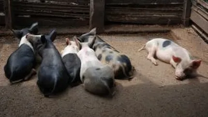 Cum pot ajunge banii din vanzarea porcilor romanesti in conturile Chinei