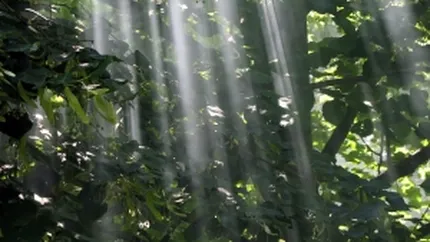 Primaria Capitalei a taiat 200 de tei de pe Soseaua Pantelimon