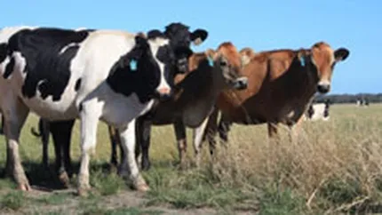 Rusia interzice importul de bovine si carne de vita din Romania, invocand boala vacii nebune