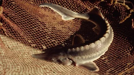 Singura ferma piscicola cu sturioni din zona montana, amenajata la poalele Muntilor Fagaras