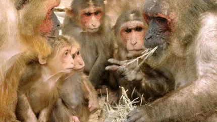 Invazia maimutelor: Metoda originala prin care sunt pazite cladirile oficiale ale Indiei