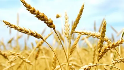 Portul Constanta devine cel mai mare terminal de cereale din Europa