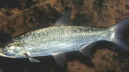 Scrumbia afumata de Dunare, pe cale sa fie recunoscuta la nivel european