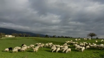 FAO: Febra aftoasa bate la portile Uniunii Europene