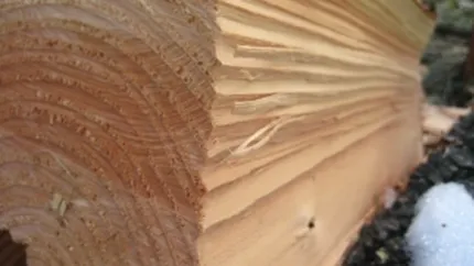 Cum vor fi salvate afacerile micilor firme care exploateaza lemnul in Romania