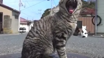 Insula Pisicilor: Locul din tara Hello Kitty unde sunt 6 feline la un om (Video)