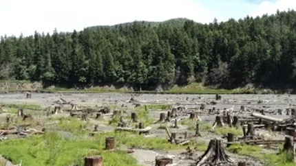 Consilier local din Caras-Severin, ucis dupa ce s-ar fi opus furturilor de lemn