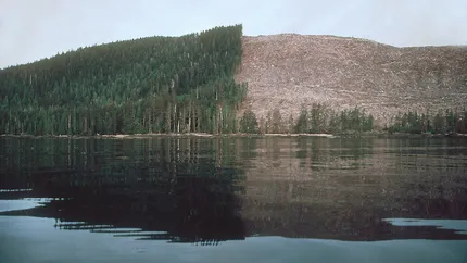 Cat lemn a fost taiat anul trecut in Romania