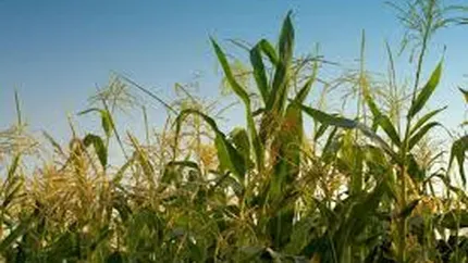 Agricover: Fermierii sunt prudenți în accesarea unor credite noi în contextul unui an agricol dificil