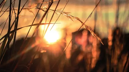 România a ajuns Franța la producția de grâu, cu o medie de 4 tone/ha