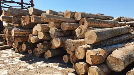 Coaliția de guvernare a stabilit plafonul pentru lemnele de foc. România își ia adio de la exportul de lemn