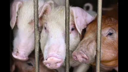 Pesta porcină lovește o fermă din județul Timiș. 39.000 de suine vor fi incinerate