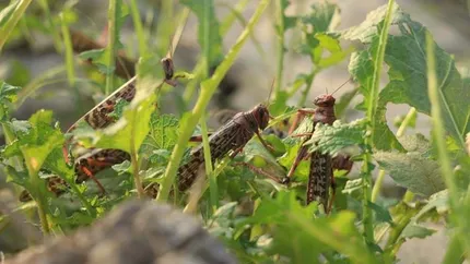 Fermierii europeni încep să se teamă de răspândirea lăcustelor. Invaziile sunt tot mai frecvente