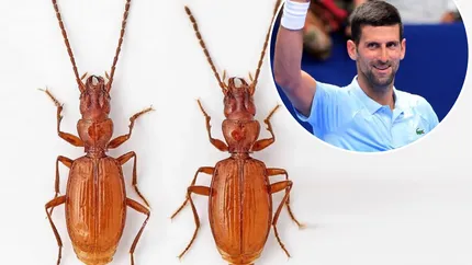 Gândacul Djokovic! Oamenii de ştiinţă sârbi au numit o nouă specie de gândac după celebrul tenisman