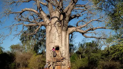 Baobabi vechi de sute de ani, vânduți cu câteva sute de euro! Copacii erau scoși din rădăcini și mutati în grădinile private ale cumpărătorilor