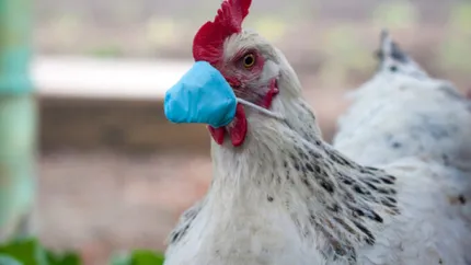Franţa, plasată în stare de alertă ridicată din cauza focarelor de gripă aviară. Cofetarii schimbă reţetele din cauza crizei de ouă