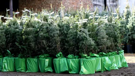 Goana după bradul de Crăciun. De ce 90% dintre pomii vânduți în România sunt din import