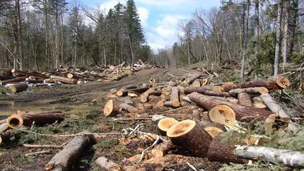 În România nu doar se taie copacii! Peste 3.5 milioane de puieți forestieri vor fi plantați de Romsilva în această toamnă