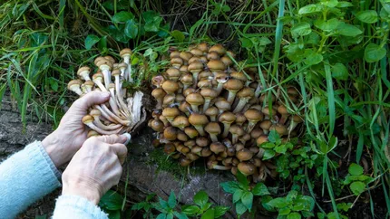 Salariul unui român care culege ciuperci se poate ridica la 6000 de dolari pe lună!