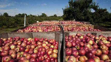 Prețul fructelor explodează! Micii fermieri au costuri de producție enorme! Pot atinge și 40.000 de euro pe hectar!„Din fermă, merele noastre pleacă cu 1-1,5 lei pe kilogram”