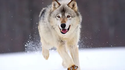 Parcul Național Munții Măcinului va fi din nou populat de lupi! Zonele strict protejate se vor dubla
