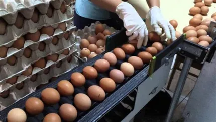 Gripa aviară face ravagii în toată lumea: Preţul ouălor s-ar putea dubla de Sărbători, peste 50 de milioane de păsări au fost sacrificate