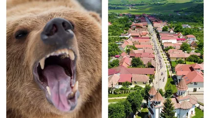 Tarif de alungare a ursului! Comuna din România unde primăria cere bani oamenilor pentru a veni cineva să îi scape de atacul urșilor!