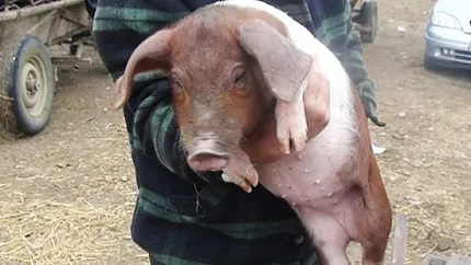 Românii riscă să rămână fără porci și în iarna 2023. Noi focare de pestă porcină au fost identificate în România