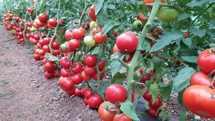 Bătaie de joc în România! În timp ce roșiile agricultorilor se strică pe câmp, țara importă suc de roşii şi ketchup de 20 de milioane de euro