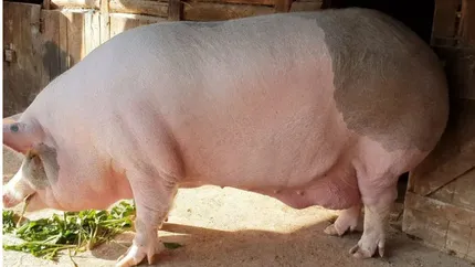 Suma colosală cerută pe cel mai mare porc din România. ”Jardel” cântărește 600 de kilograme