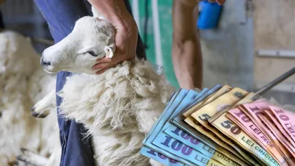 Subvenția pentru lâna de oaie se dublează! Programul Lâna în 2023 aduce mai mulți bani pentru ciobanii români