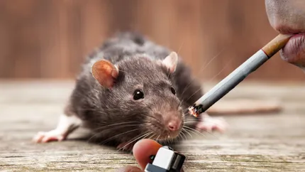 O descoperire inedită! Șoarecii ar putea fi mult mai importanți decât ți-ai fi imaginat! În stomacul lor s-a găsit bacteria care poate descompune nicotina!