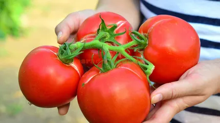 Veste bună pentru legumicultori! În 2023 vor putea beneficia de un ajutor de minimis de 3000 de euro pentru cultivarea tomatelor în spații protejate!
