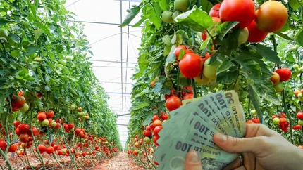 Vești bune pentru fermieri! Programul de susținere a producției de tomate pentru 2023 a fost aprobat oficial