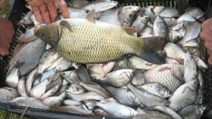 Mâncarea care ne otrăvește! Cât de toxic este peștele din SUA pe care îl punem pe masă? Echivalenul unei luni întregi în care am bea numai apă contaminată