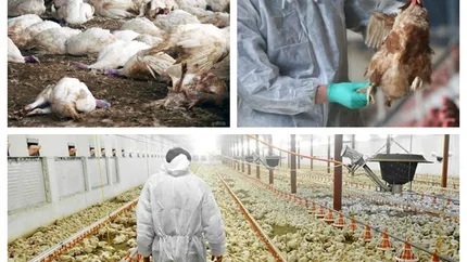 Gripa aviară se extinde rapid în România. ANSVSA confirmă un nou focar astăzi