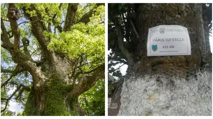 Uluitor! Un pom unic a intrat în „World Record Academy”. Iată unde se află arborele care face fructe de peste 600 de ani